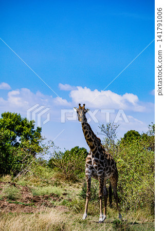 Kenya Photographers By Antony Trivet Photography Kenya Photographers By Antony Trivet Photography 141791006