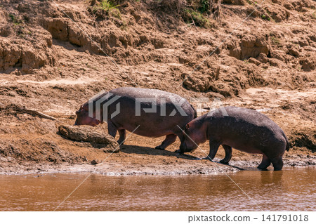 Kenya Photographers By Antony Trivet Photography Kenya Photographers By Antony Trivet Photography 141791018