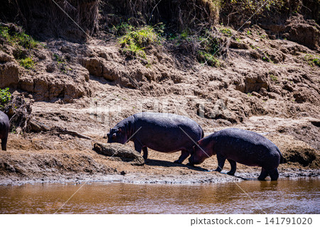 Kenya Photographers By Antony Trivet Photography Kenya Photographers By Antony Trivet Photography 141791020