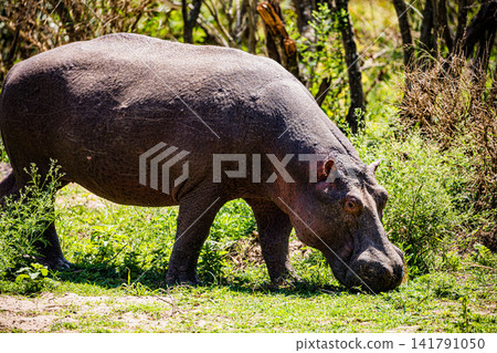 Kenya Photographers By Antony Trivet Photography Kenya Photographers By Antony Trivet Photography 141791050
