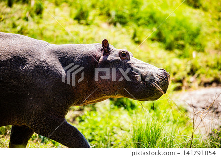 Kenya Photographers By Antony Trivet Photography Kenya Photographers By Antony Trivet Photography 141791054