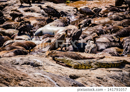 Kenya Photographers By Antony Trivet Photography Kenya Photographers By Antony Trivet Photography 141791057
