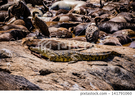 Kenya Photographers By Antony Trivet Photography Kenya Photographers By Antony Trivet Photography 141791060