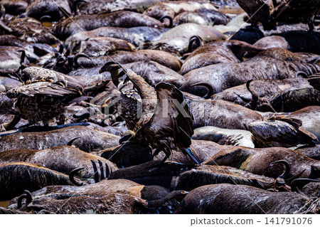Kenya Photographers By Antony Trivet Photography Kenya Photographers By Antony Trivet Photography 141791076