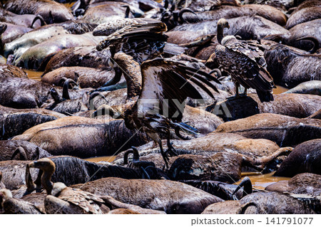 Kenya Photographers By Antony Trivet Photography Kenya Photographers By Antony Trivet Photography 141791077
