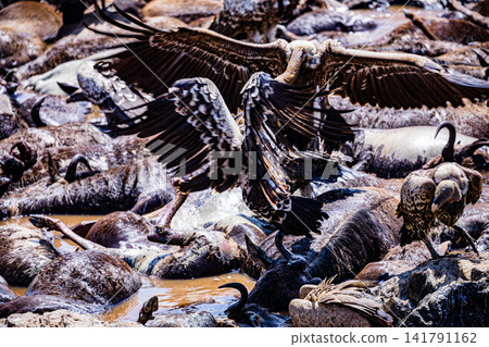Kenya Photographers By Antony Trivet Photography Kenya Photographers By Antony Trivet Photography 141791162