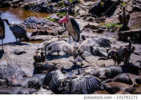 Kenya Photographers By Antony Trivet Photography Kenya Photographers By Antony Trivet Photography 141791171
