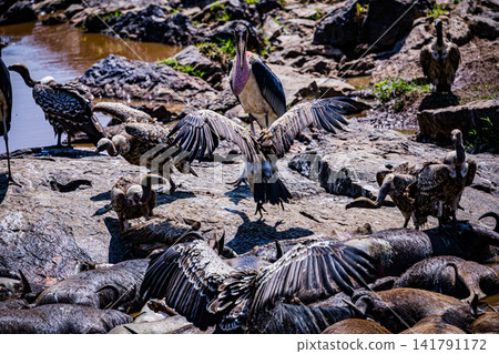Kenya Photographers By Antony Trivet Photography Kenya Photographers By Antony Trivet Photography 141791172