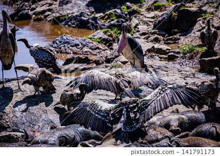 Kenya Photographers By Antony Trivet Photography Kenya Photographers By Antony Trivet Photography 141791173