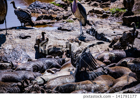 Kenya Photographers By Antony Trivet Photography Kenya Photographers By Antony Trivet Photography 141791177