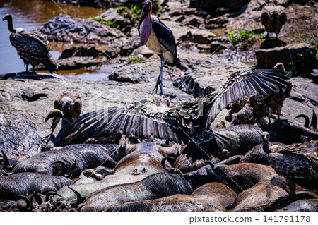 Kenya Photographers By Antony Trivet Photography Kenya Photographers By Antony Trivet Photography 141791178