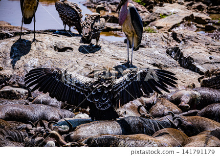 Kenya Photographers By Antony Trivet Photography Kenya Photographers By Antony Trivet Photography 141791179