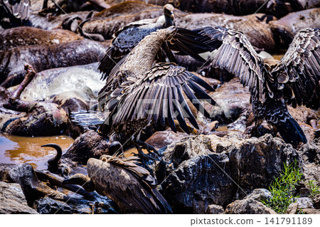 Kenya Photographers By Antony Trivet Photography Kenya Photographers By Antony Trivet Photography 141791189