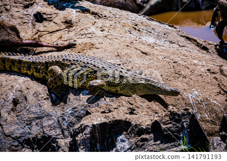 Kenya Photographers By Antony Trivet Photography Kenya Photographers By Antony Trivet Photography 141791193