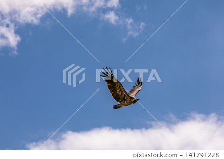 Kenya Photographers By Antony Trivet Photography Kenya Photographers By Antony Trivet Photography 141791228