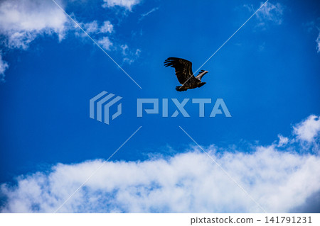 Kenya Photographers By Antony Trivet Photography Kenya Photographers By Antony Trivet Photography 141791231