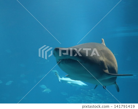 A powerful shot of a shark swimming in blue water. A powerful shot of a shark swimming in blue water. 141791419