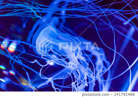漂流水母 141791466