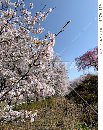 在東那須野公園舉行的峰山花卉節上,盛開的櫻花在藍天的襯托下格外醒目。 在東那須野公園舉行的峰山花卉節上,盛開的櫻花在藍天的襯托下格外醒目。 141791559