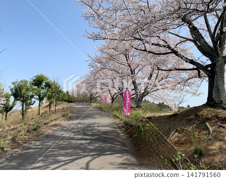 東那須野公園峰山花卉節的櫻花小徑 東那須野公園峰山花卉節的櫻花小徑 141791560