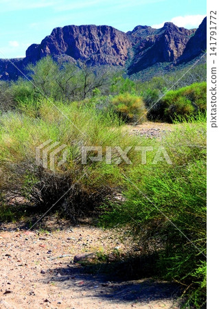 Salt River Recreation Area Arizona Salt River Recreation Area Arizona 141791772