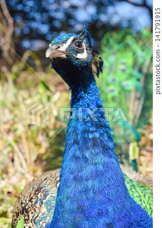 A close-up of an Indian peacock standing at Amabiki Kannon and its vibrant blue feathers. A close-up of an Indian peacock standing at Amabiki Kannon and its vibrant blue feathers. 141791915