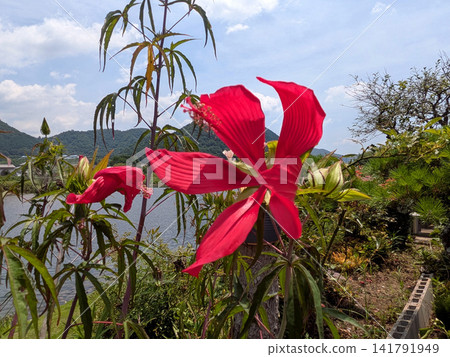 池塘邊和夏日山脈旁盛開的楓葉木槿 池塘邊和夏日山脈旁盛開的楓葉木槿 141791949