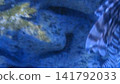 A detailed close up shot of a venomous lionfish swimming through a deep blue aquarium tank with a rocky substrate. This marine life image is perfect for educational materials or nature publications. 141792033