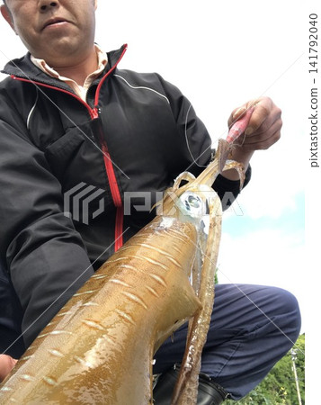 一位漁民拿著一條他在春天捕魷魚時捕獲的大型成年大鰭礁魷魚。 141792040