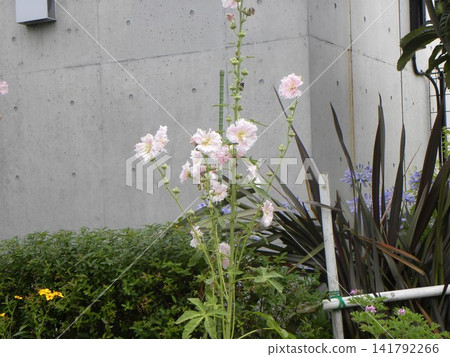 The large white flowers are hollyhock flowers The large white flowers are hollyhock flowers 141792266