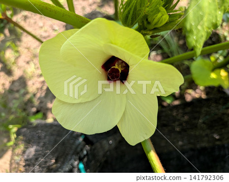 秋葵的淡黃色花朵在夏季盛開。 141792306