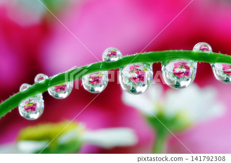 花莖上的水滴 花莖上的水滴 141792308