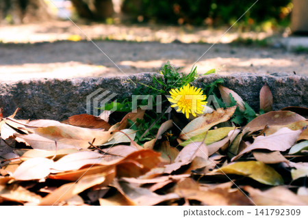 開花在路旁的蒲公英 開花在路旁的蒲公英 141792309