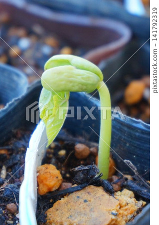 四季豆、攀緣豆、發芽、豆芽、雙子葉植物 四季豆、攀緣豆、發芽、豆芽、雙子葉植物 141792319
