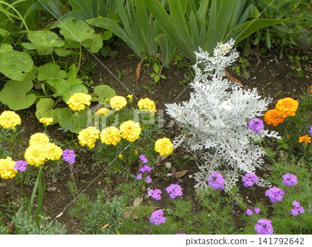 Orange marigold flowers Orange marigold flowers 141792642