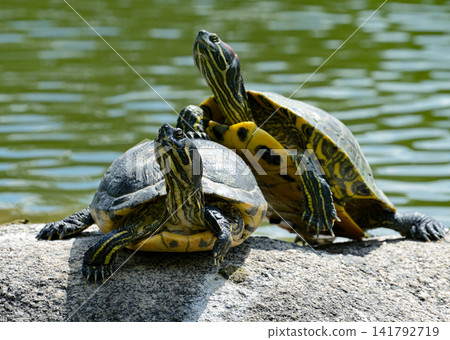 Two Red Eared Slider Turtles Sunbathing Together on a Large Grey Rock Near a Green Pond Surface Two Red Eared Slider Turtles Sunbathing Together on a Large Grey Rock Near a Green Pond Surface 141792719