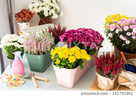 Planting fall flowers like chrysanthemums and heather and other in pots to brighten your balcony or terrace, adding seasonal color and warmth to your home outdoor space Planting fall flowers like chrysanthemums and heather and other in pots to brighten your balcony or terrace, adding seasonal color and warmth to your home outdoor space 141792902