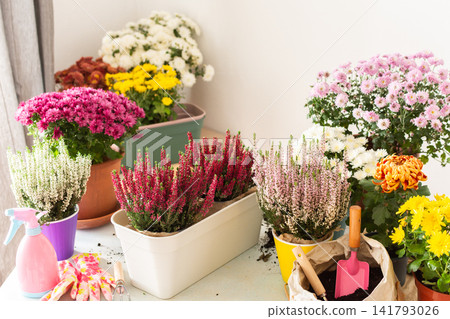 Planting chrysanthemums, heather, and other fall flowers in pots adds natural beauty and color to your balcony or terrace, enhancing your outdoor decor for the season Planting chrysanthemums, heather, and other fall flowers in pots adds natural beauty and color to your balcony or terrace, enhancing your outdoor decor for the season 141793026