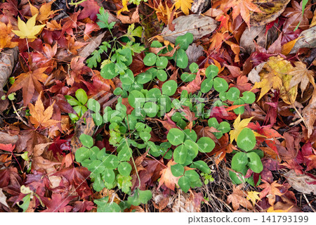 Clover spreads among the brightly colored fallen leaves Clover spreads among the brightly colored fallen leaves 141793199