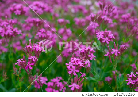 一叢叢粉紅色小花：蠅子草 141793230
