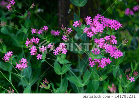 粉紅色花朵:蒼蠅子草 粉紅色花朵:蒼蠅子草 141793231