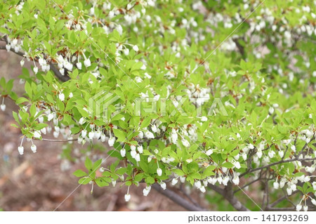 Enkianthus perulatus (Yorii-machi, Osato-gun, Saitama Prefecture) Enkianthus perulatus (Yorii-machi, Osato-gun, Saitama Prefecture) 141793269