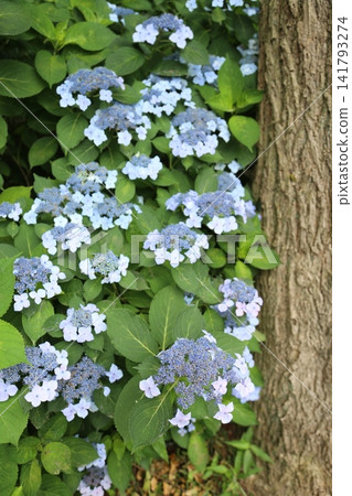 Hydrangeas at Isoyama Shrine (Kanuma City, Tochigi Prefecture) Hydrangeas at Isoyama Shrine (Kanuma City, Tochigi Prefecture) 141793274