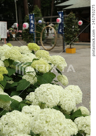 Hydrangeas at Isoyama Shrine (Kanuma City, Tochigi Prefecture) Hydrangeas at Isoyama Shrine (Kanuma City, Tochigi Prefecture) 141793275