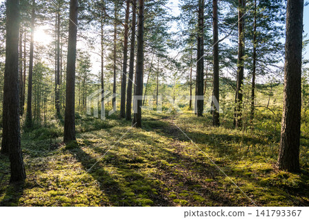 Walking narrow path through summer forest with rows of pines, footpath in woodland with green moss Walking narrow path through summer forest with rows of pines, footpath in woodland with green moss 141793367