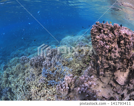 Giant coral reefs and schools of small fish on Iriomote Island Giant coral reefs and schools of small fish on Iriomote Island 141793411