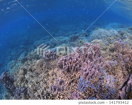 Purple coral and deep blue sea of Iriomote Island's Sekisei Lagoon Purple coral and deep blue sea of Iriomote Island's Sekisei Lagoon 141793412