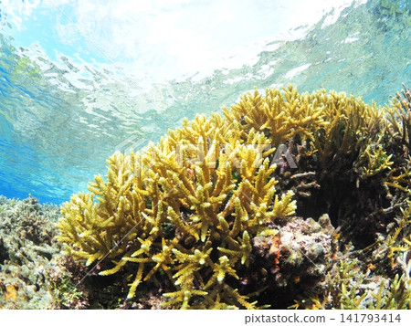 Golden branching coral shines in the shallow waters of Iriomote Island. Golden branching coral shines in the shallow waters of Iriomote Island. 141793414