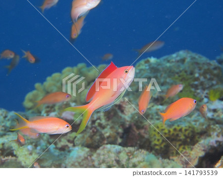 石垣島的珊瑚礁和 Anthias 石垣島的珊瑚礁和 Anthias 141793539