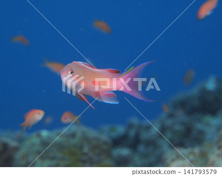 Anthias shining brightly against the deep blue of Ishigaki Island Anthias shining brightly against the deep blue of Ishigaki Island 141793579